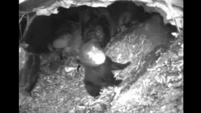 February 28 - March 18, 2010 - Lily & Hope Highlights смотреть онлайн