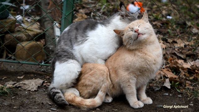 Mating Cats Hard (successfully) (PART 2) смотреть онлайн