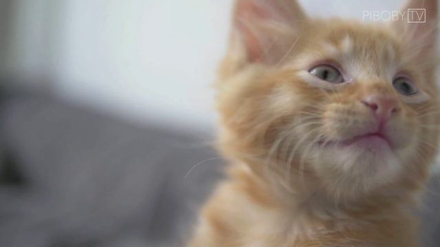 Adorable cats. Kittens || Восхитительные котята смотреть онлайн
