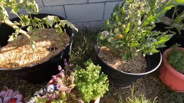 Full Garden Tour | Summer 2022  |  Episode 1  |  BACKYARD HOMESTEADER