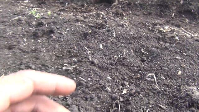 Всходы лука севка 20 июня 2018 Как рос лук севок в 2018 смотрите на видео в плейлисте ссылка в комм смотреть онлайн