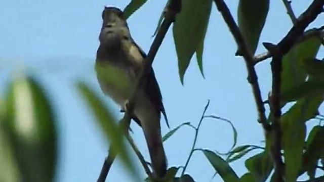 Соловей. Пение соловья, голос. Утро. Nightingale singing. Morning смотреть онлайн