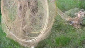 Супер снасть для ловли рыбы ))) . Испытание большого вентеря (фитиля,мережа) .