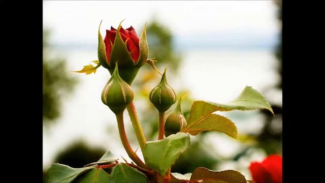 071419 Set Yourself Free FROM or TO with Rev Karen Wolfson смотреть онлайн