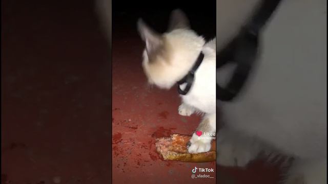 Cat.mp4 смотреть онлайн