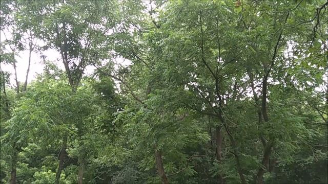 Наш дом наш участок (в видео звучит Мантра благословения и удачи) смотреть онлайн