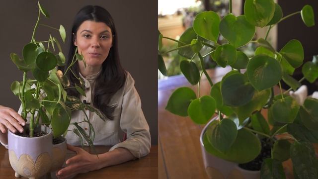 Peperomia Polybotrya (Raindrop Peperomia) Houseplant Care — 29 Of 365