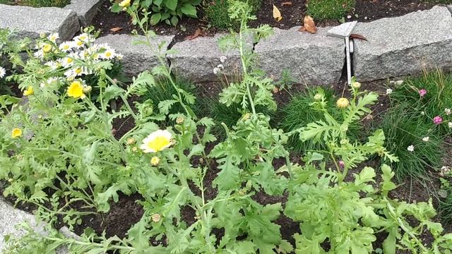 Что выросло в саду из семян Аргирантемума? смотреть онлайн