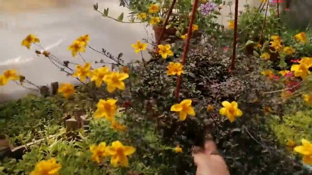 Биденс в кашпо.