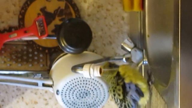 Попугай Розелла купается. смотреть онлайн