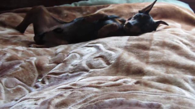 Цвергпинчер Грант Бритт Том Тамб смотреть онлайн