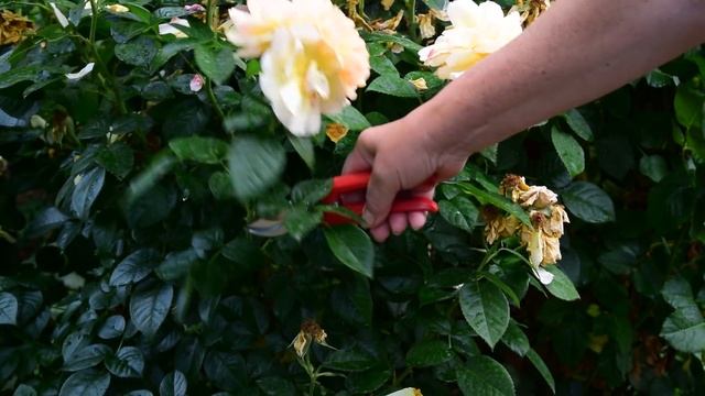 Стройка Эксперт