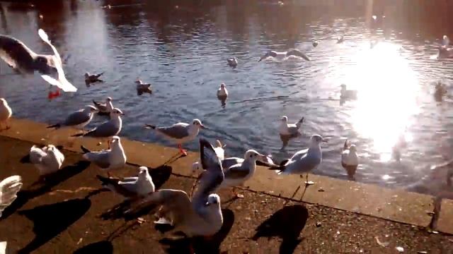 Northampton. Бешеные чайки и другие птички)) смотреть онлайн