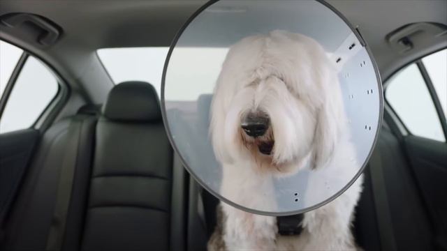 2017 Honda Accord - LaneWatch™ blind spot display смотреть онлайн