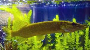 Речные рыбы в аквариуме [Транспортировка, Содержание, Кормление речных рыб в аквариуме]