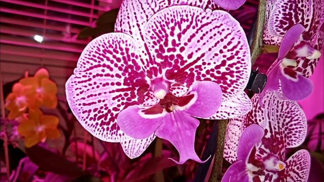 219🌹И СНОВА НОВИНКА😊🥰 ОБАЛДЕННЫЙ БИГ ЛИП 🧚🧚🧚 смотреть онлайн