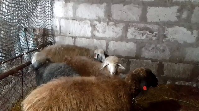 Зима// Овцы на прогулке// Кощеевский хуторок.