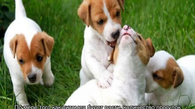 Дрессировка джек-рассел-терьера в домашних условиях самостоятельно смотреть онлайн