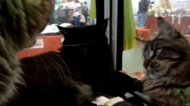на выставке 11 мая Москва мои мейн-куны смотреть онлайн