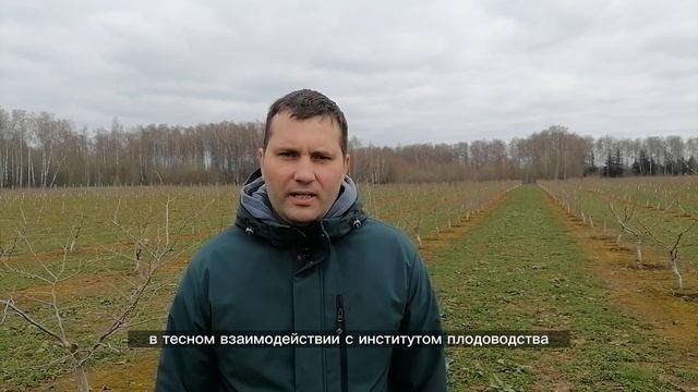КАК ПРАВИЛЬНО ВЫБРАТЬ СОРТ ФУНДУКА ДЛЯ УМЕРЕННОГО И ХОЛОДНОГО КЛИМАТА смотреть онлайн