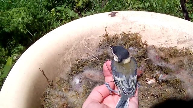 Птичка синичка смотреть онлайн