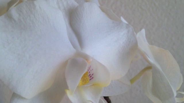 blanche orchidée смотреть онлайн