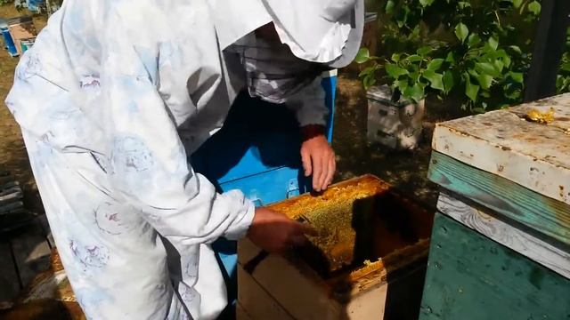 Медовый спас/Комплектую гнездо к осени. смотреть онлайн