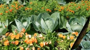 Декоративный  огород на даче.  Красивые грядки на даче.