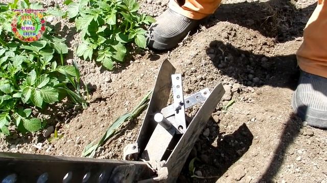 Как получить большой урожай картофеля? Первое окучивание смотреть онлайн
