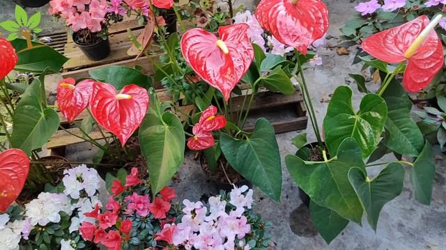 Apenas 1 colher faz Anthurium explodir de tanto florir (Qualquer planta) смотреть онлайн