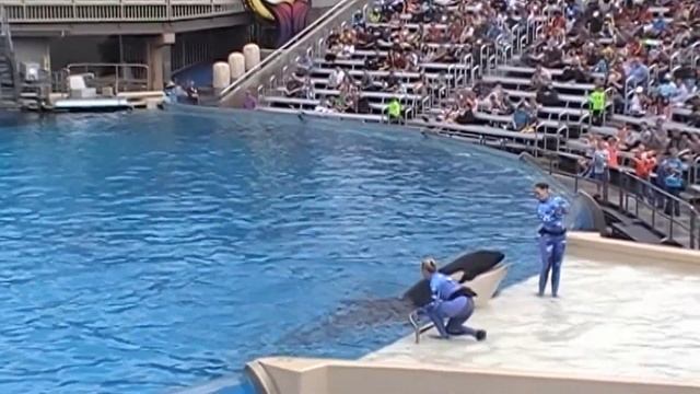 9..Шоу Касаток, киты-убийцы.SeaWorld In San Diego USA.