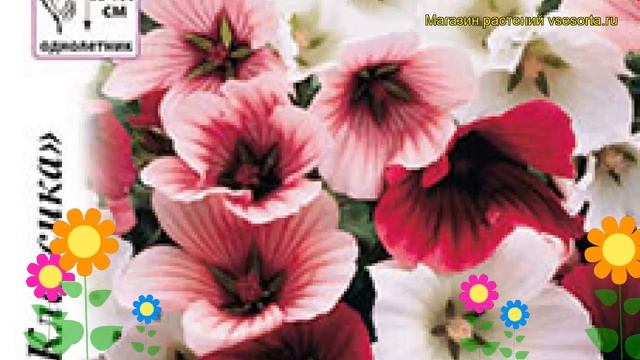 Малопа обыкновенная Глейсер. Краткий обзор, описание характеристик, где купить семена Malope