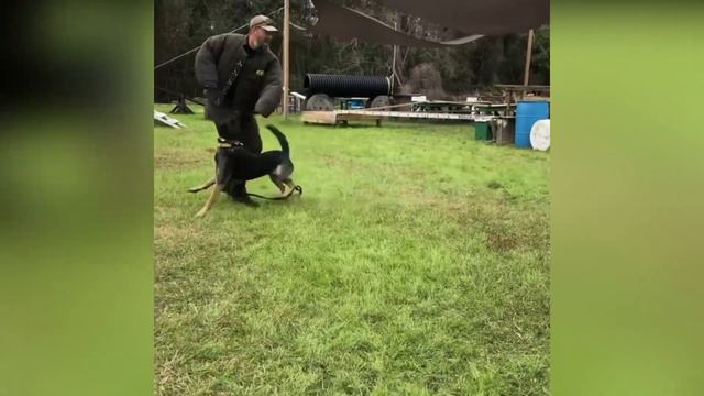 Dutch Shepherd - Top 10 Facts смотреть онлайн