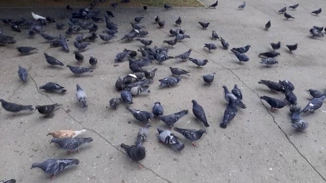 ГОЛУБИ.mp4 смотреть онлайн