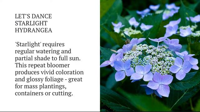 Hydrangea Varieties A to Z смотреть онлайн