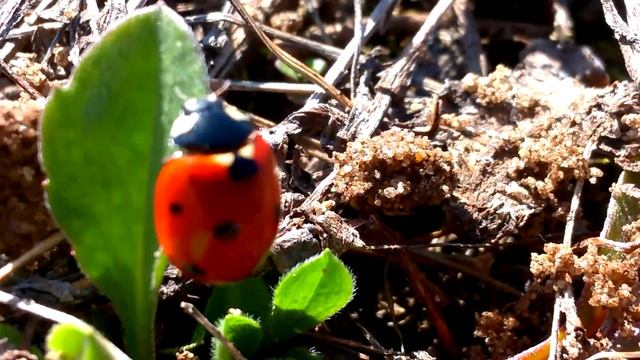 Урочище "Мечта кладоискателя"! Часть 1. Коп с X-Terra 705 Nel Storm 18.75 смотреть онлайн