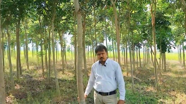 African Mahogany | Mahogany Tree | Swietenia Mahagoni - All Details (2020)