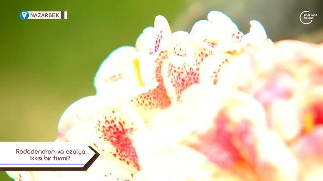 Рододендрон ва азалия.. Уларни қандай фарқи бор? смотреть онлайн