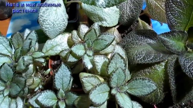 Комнатные цветы // Плюсы и минусы выращивания эписций смотреть онлайн