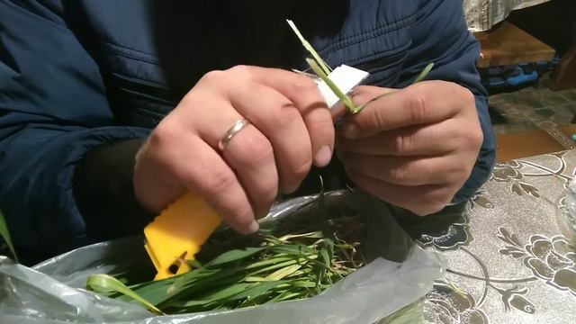 Обследование колосовых после весенних заморозков. смотреть онлайн