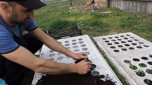 Высадка Семян арбуза Талисман F-1. Новый сезон 2019 смотреть онлайн