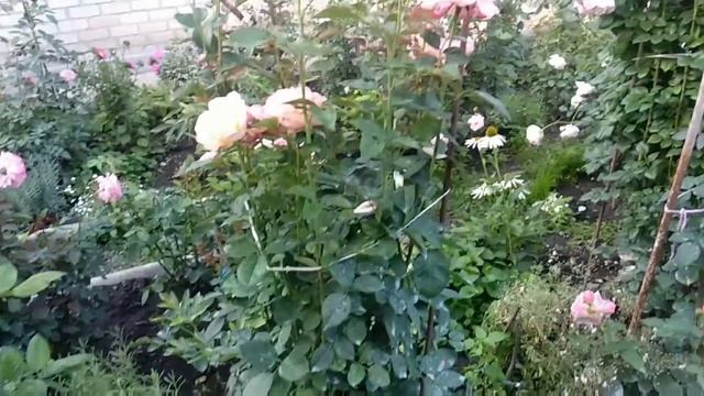 Розы. Лучшие розы в моем саду. Высокие чайногибридные розы. смотреть онлайн