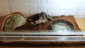 Маисовый полоз – уход и содержание. Змея для новичков