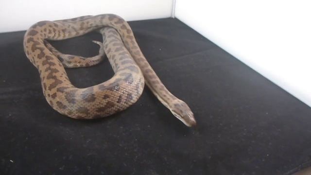 Spotted Python Care Guide смотреть онлайн