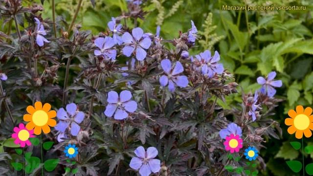 Герань полевая Дарк Рейтер. Краткий обзор, описание характеристик geranium prat. Dark Reiter смотреть онлайн