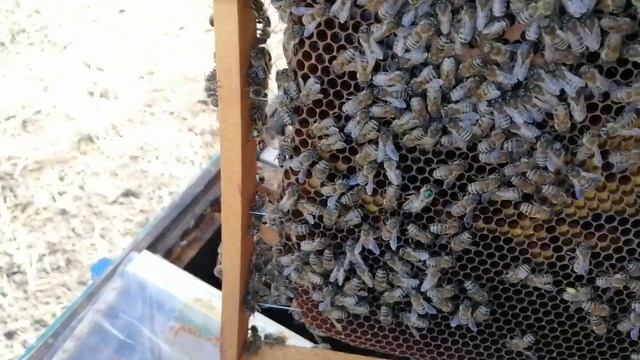 Ускоряем развитие слабых отводков. смотреть онлайн