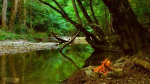 костёр в лесу, звуки природы