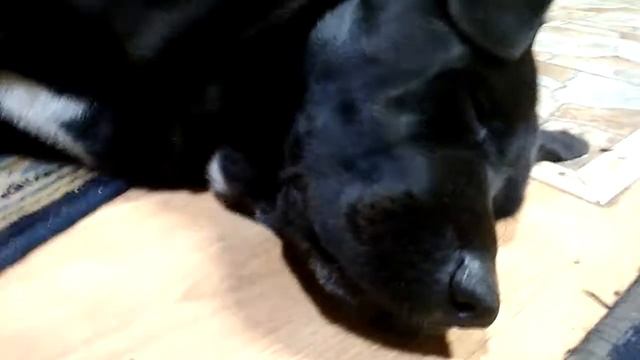 Собака храпит и вздрагивает во сне | Dog snoring смотреть онлайн