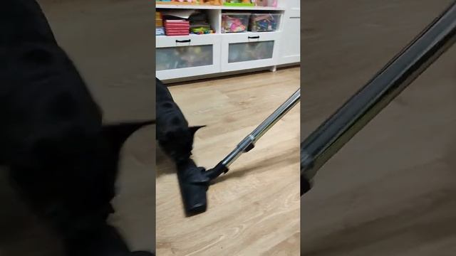 Французский бульдог VS Пылесос смотреть онлайн