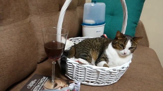 Подогрей мне молока с подогревателем бутылочек Kitfort KT-2302 смотреть онлайн